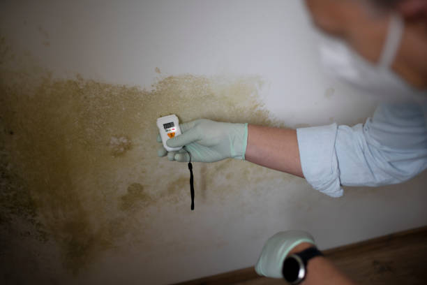 Trusted Quincy, FL Mold Removal Experts