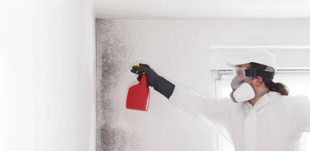 Best Certified Mold Removal  in Quincy, FL
